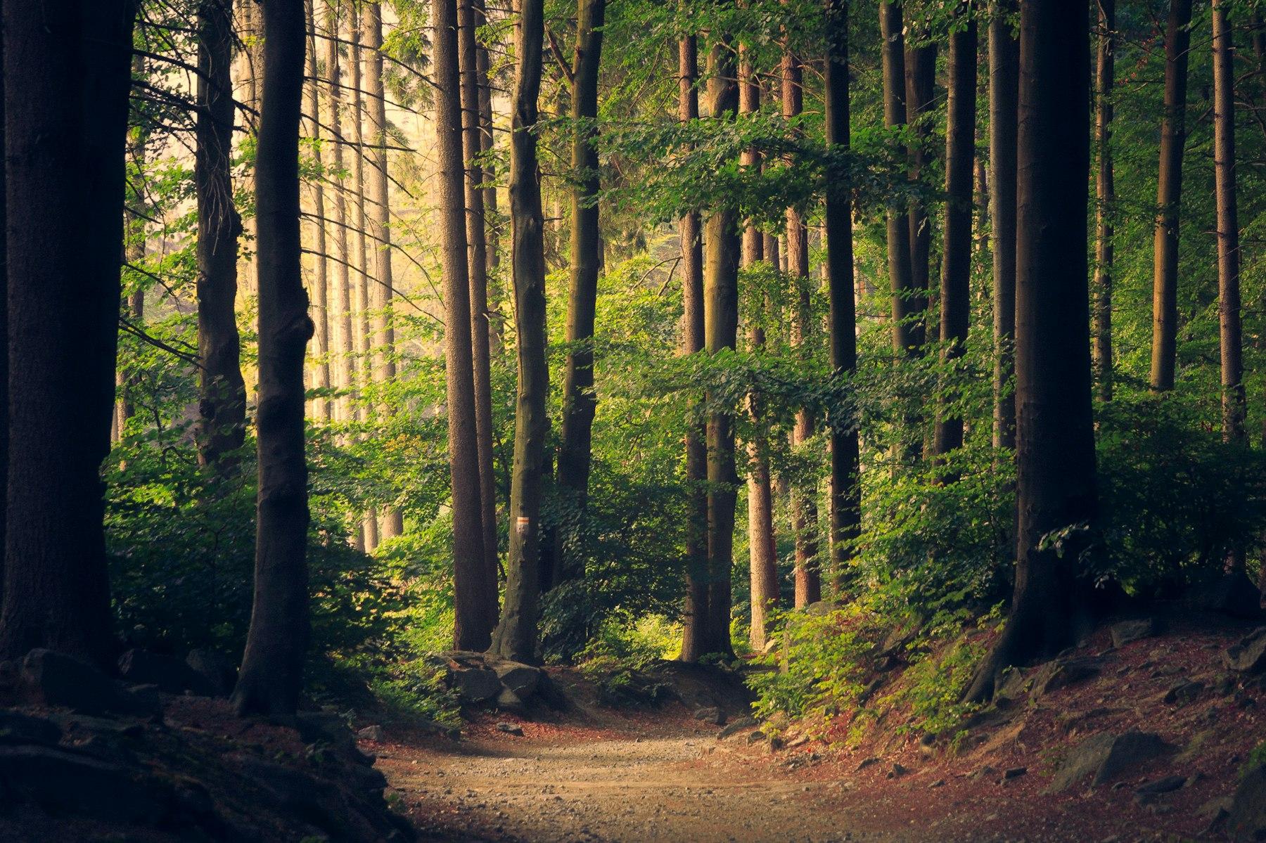 A path through tall trees.